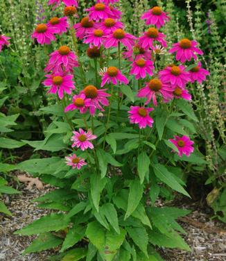 Echinacea purpurea 'PowWow Wildberry'