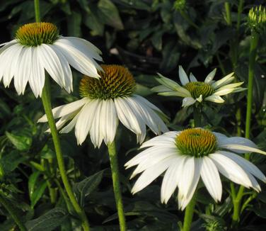 Echinacea purpurea PowWow White - Purple Coneflower 