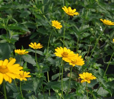 Heliopsis helianthoides - False Sunflower 