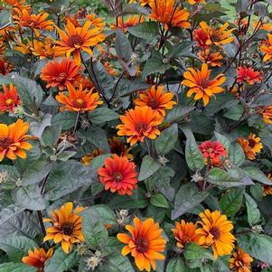 Heliopsis helianthoides var. scabra Bleeding Hearts