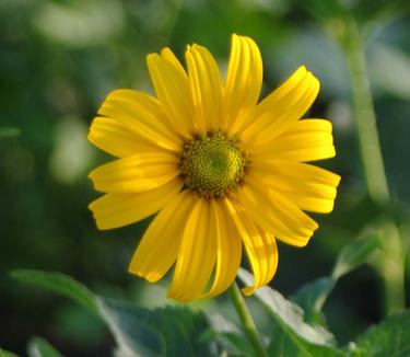 Heliopsis helianthoides