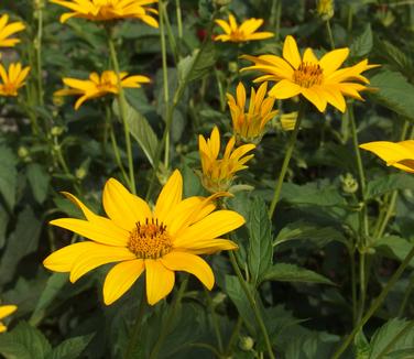 Heliopsis helianthoides