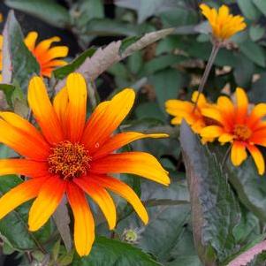 Heliopsis helianthoides var. scabra Burning Hearts