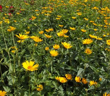 Heliopsis helianthoides