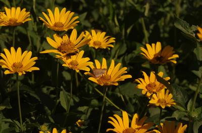 Heliopsis helianthoides - False Sunflower 