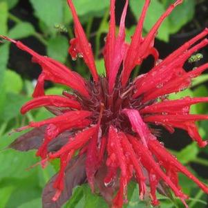 Monarda didyma Jacob Cline