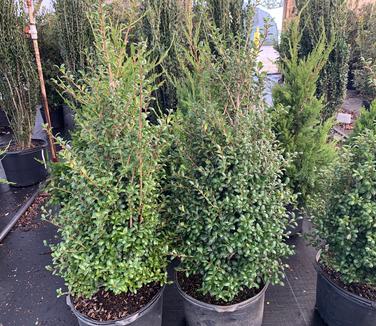 Ilex crenata 'Chesapeake' - Japanese Holly from Pleasant Run Nursery