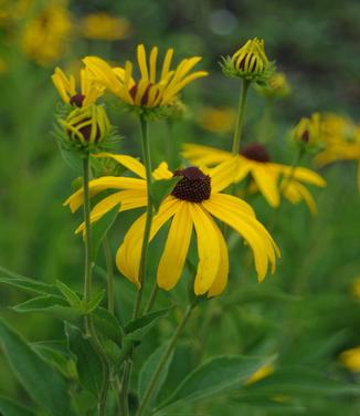 Rudbeckia subtomentosa 