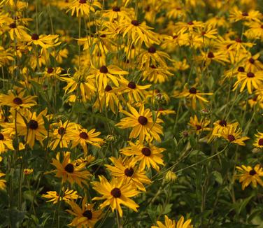 Rudbeckia subtomentosa 