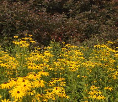 Rudbeckia subtomentosa 