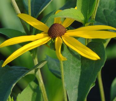 Rudbeckia subtomentosa - Sweet Coneflower 