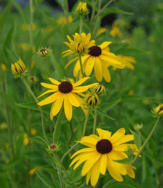 Rudbeckia subtomentosa 