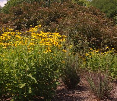 Rudbeckia subtomentosa 