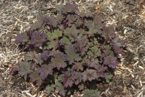 Heuchera x Frosted Violet (@ Mt Cuba)