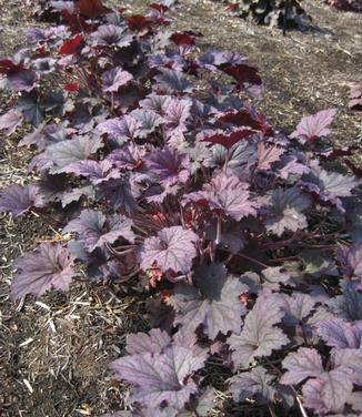 Heuchera x Frosted Violet @ Mt Cuba