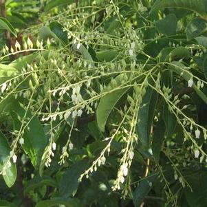 Oxydendrum arboreum 