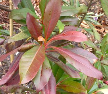 xGordlinia grandiflora