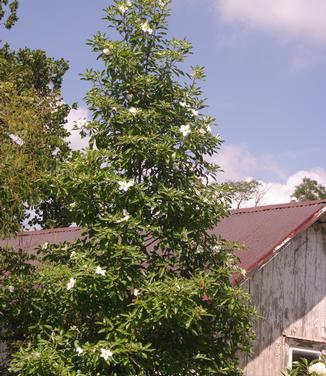 xGordlinia grandiflora