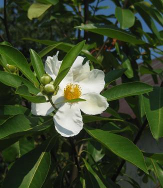 xGordlinia grandiflora