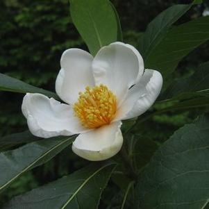 Franklinia alatamaha 