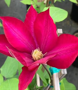 Clematis 'Bourbon' - Clematis from Pleasant Run Nursery