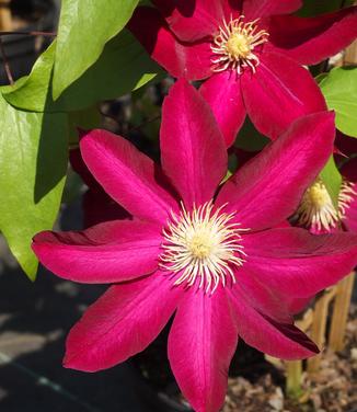 Clematis Bourbon