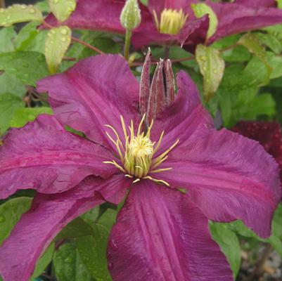 Clematis Niobe