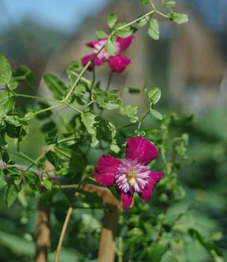 Clematis Avant-Garde