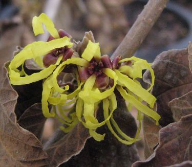 Hamamelis x intermedia Sunburst - Witchhazel