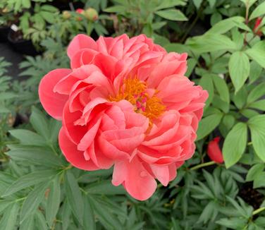 Paeonia 'Coral Charm' - Herbaceous Peony from Pleasant Run Nursery