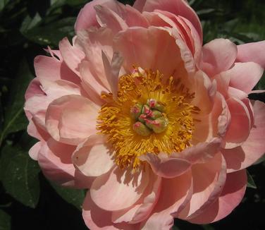 Paeonia Coral Charm - @ NYBG