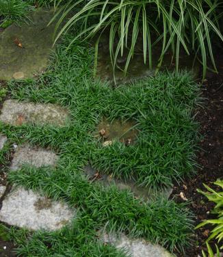 Ophiopogon japonicus Nana - Dwarf Mondo Grass