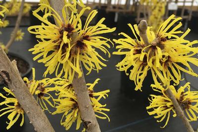 Hamamelis 'Wisley Supreme' - Chinese Witchhazel