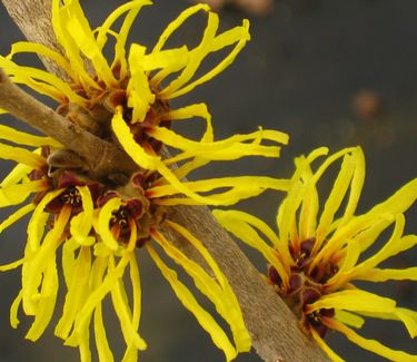 Hamamelis mollis Wisley Supreme