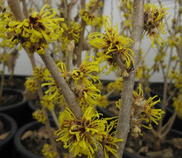 Hamamelis Wisley Supreme - Witchhazel