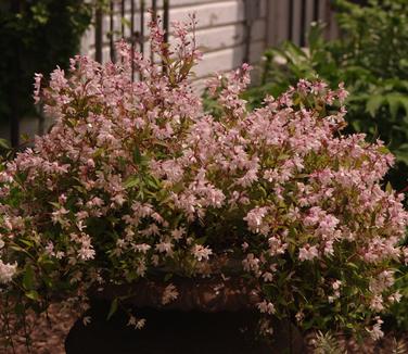 Deutzia gracilis Yuki Cherry Blossom