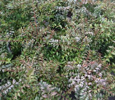 Deutzia gracilis Yuki Cherry Blossom (fall color)