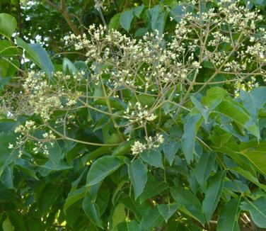 Tetradium (Evodia) daniellii (Rutgers Gardens)