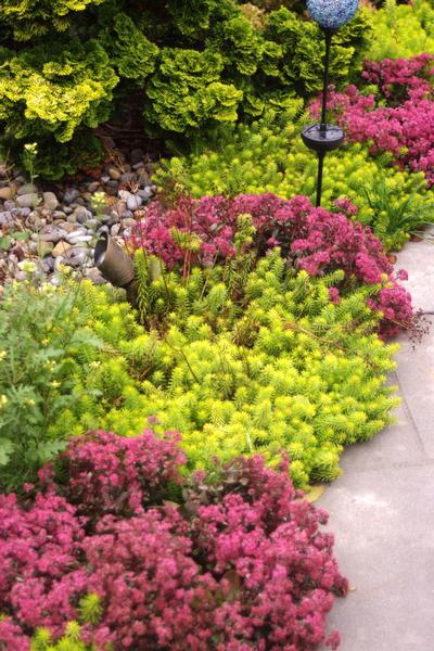 Sedum x Dazzleberry