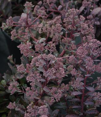 Sedum x Dazzleberry