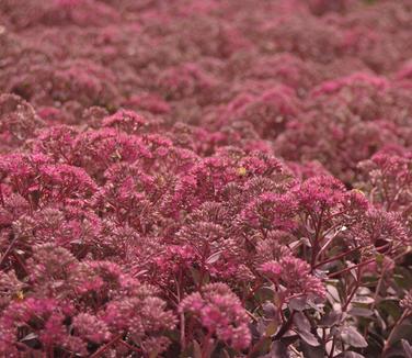 Sedum x Dazzleberry