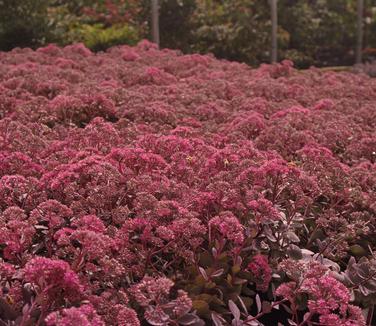 Sedum x Dazzleberry