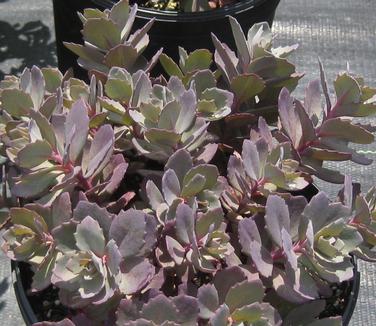 Sedum x Dazzleberry