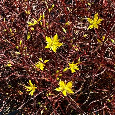 Lysimachia lanceolata var. purpurea 