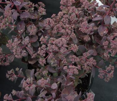 Sedum x Dazzleberry