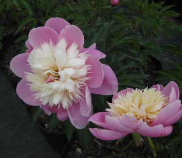 Paeonia Bowl of Beauty