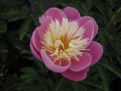 Paeonia Bowl of Beauty