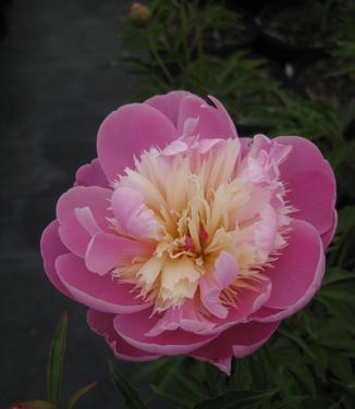 Paeonia Bowl of Beauty