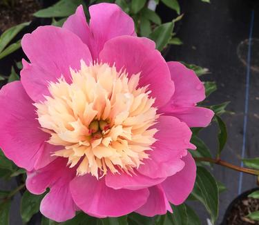 Paeonia Bowl of Beauty