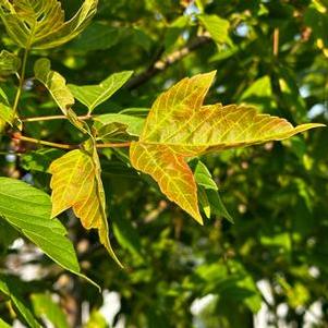 Acer negundo Sensation